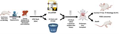 Two Compartment Evaluation of Liver Grafts During Acellular Room Temperature Machine Perfusion (acRTMP) in a Rat Liver Transplant Model